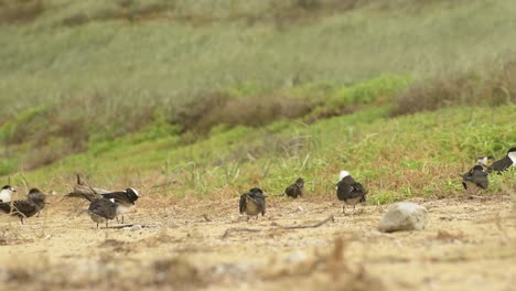 Erwachsene-Rußseeschwalben-Putzen-Sich-An-Einem-Grasbewachsenen-Strand-Auf-Lord-Howe-Island-Nsw-Australien