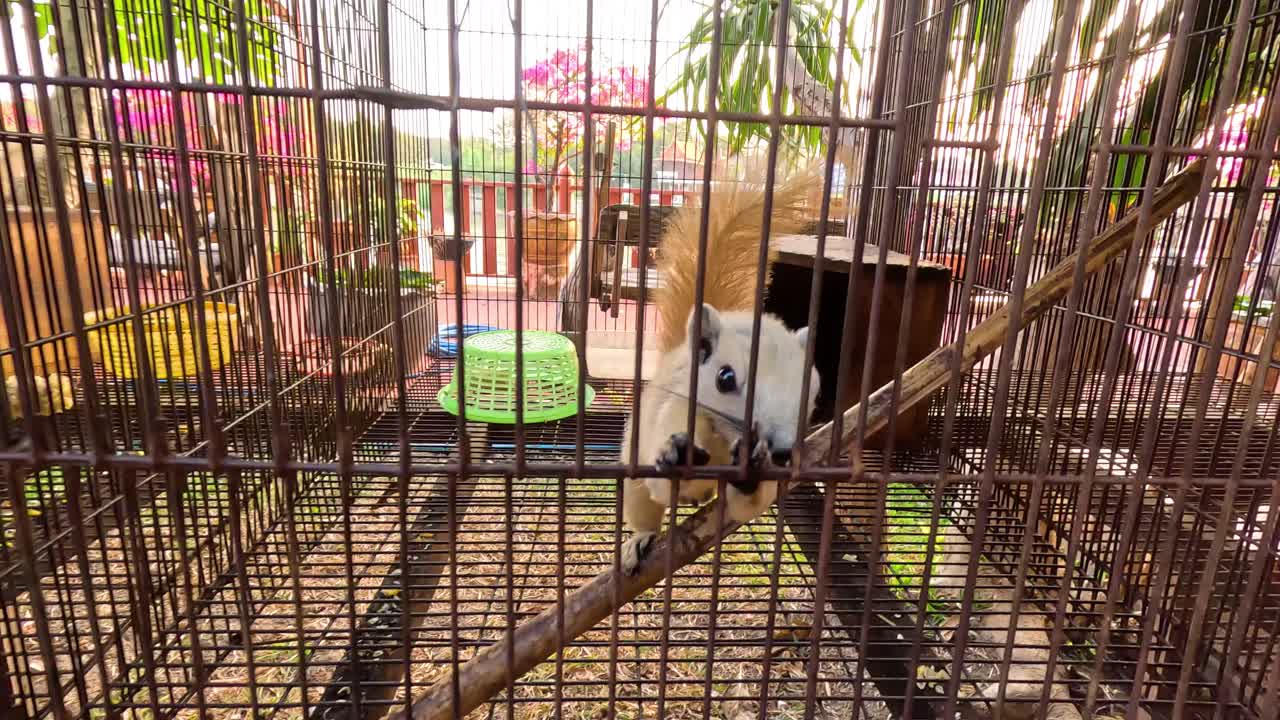 ardilla moviéndose dentro de una jaula en ayutthaya