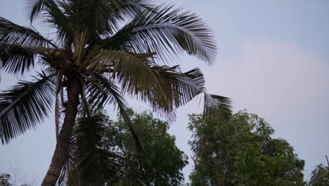 una palmera moviéndose en el viento.