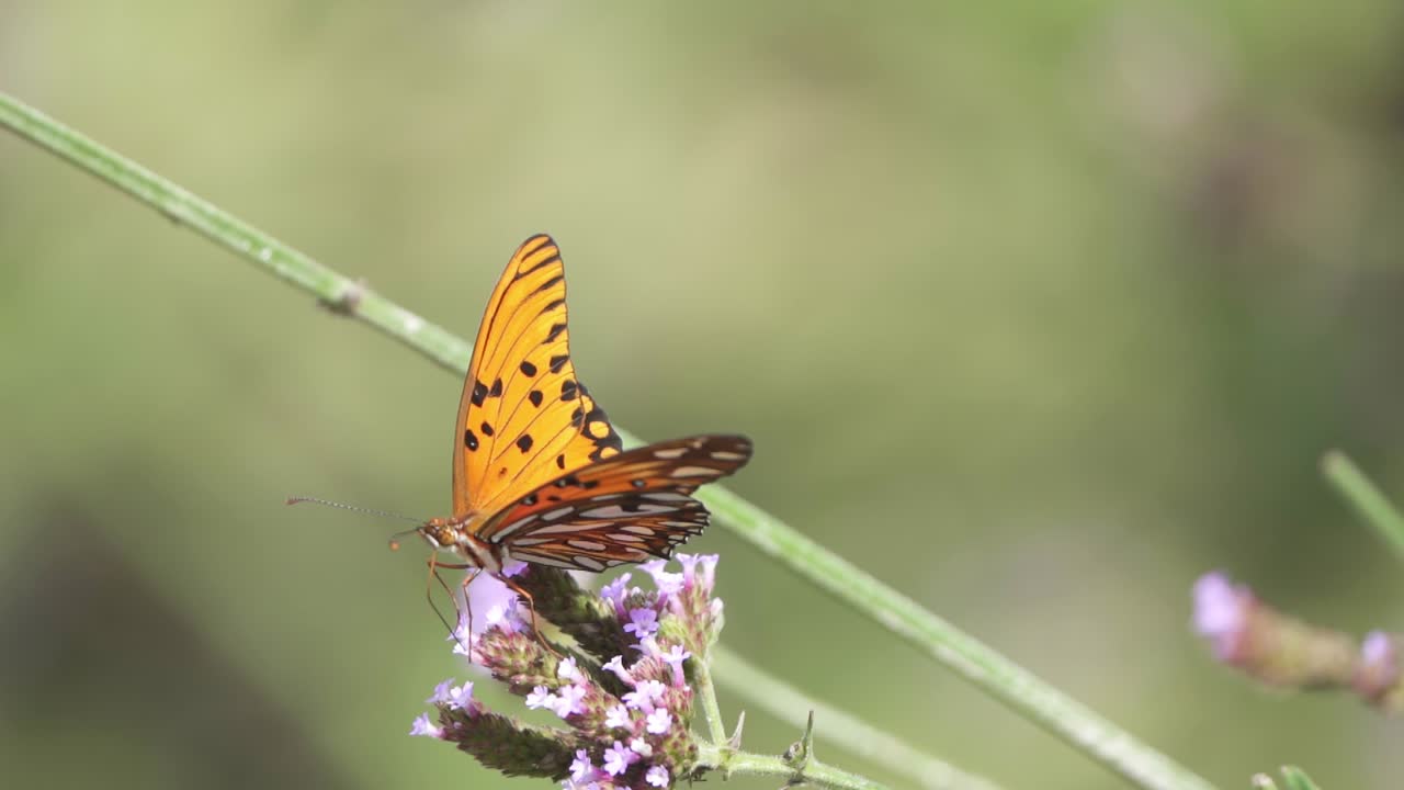 cámara lenta cerca de una mariposa naranja bebiendo de una flor