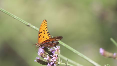 slow motion close up of an orange butterfly sipping from a flower