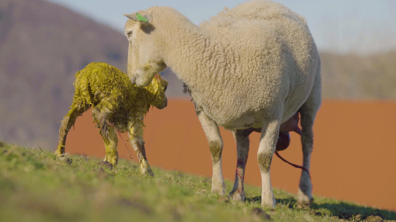 escena del parto, temporada de parto