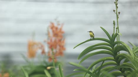 footage of focus shifting between little bird and beautiful orchid
