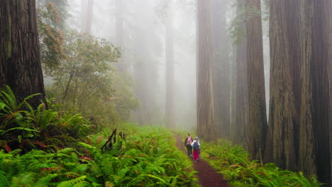 peaceful walks in the redwoods a mother and her children explore together