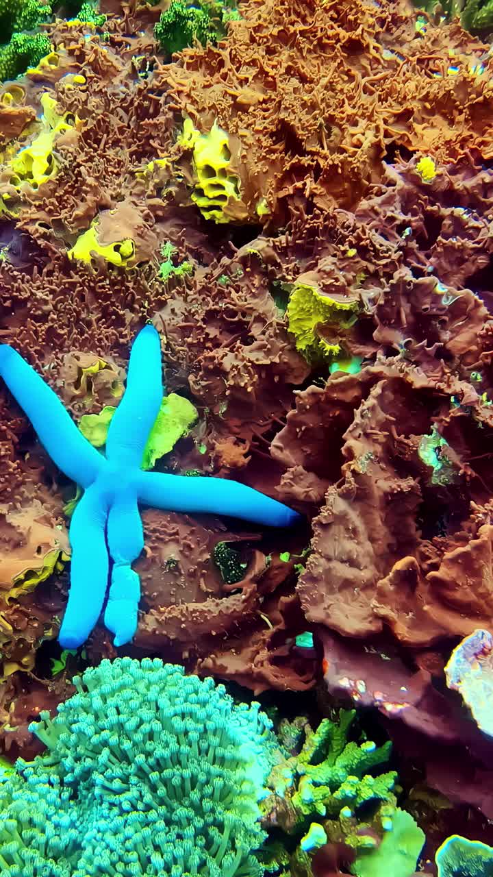 Ein leuchtend blauer Seestern, der über Schwämme und Korallen auf einem tropischen Lagunenmeeresboden kriecht, farbenprächtige Unterwasserwelt, ideal für Reise-, Tauch- und Naturschutzinhalte