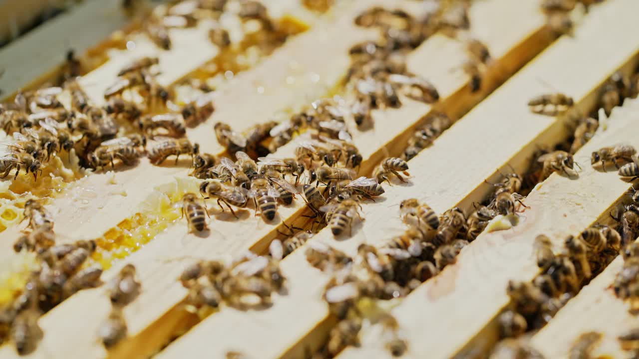 Close-up of honey bees. Frames of a beehive. Bees turn nectar into honey.