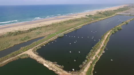 coastal lagoon with birds