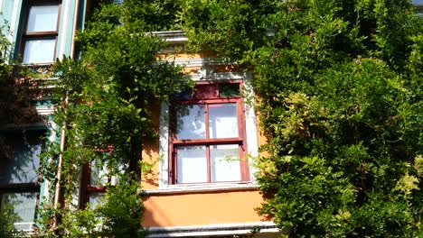 a building covered in ivy with a window in the center
