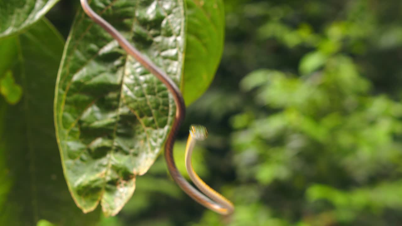 Arboreal snake slithers gracefully along foliage in Peru Amazon and jumps into the forest below
