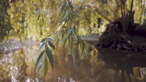 Hojas-De-Sauce-Que-Crecen-En-Medio-Del-Agua-Dorada-Del-Río-Kromme-Rijn-En-Bosques-Antiguos-Amelisweerd-En-Bunnik,-Utrecht,-Países-Bajos