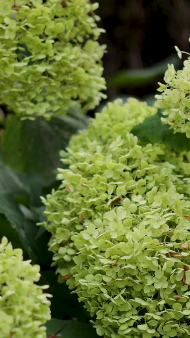 la hortensia verde florece en un jardín exuberante
