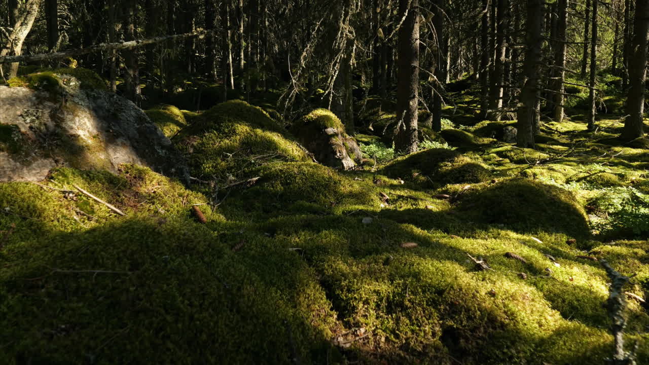 Tresskygger danser i en grønn barskog, tidsforløp