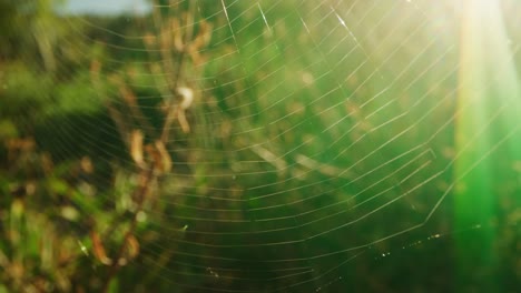 Bokeh-Macro-De-Tela-De-Araña,-Destello-De-Luz-Solar-4k