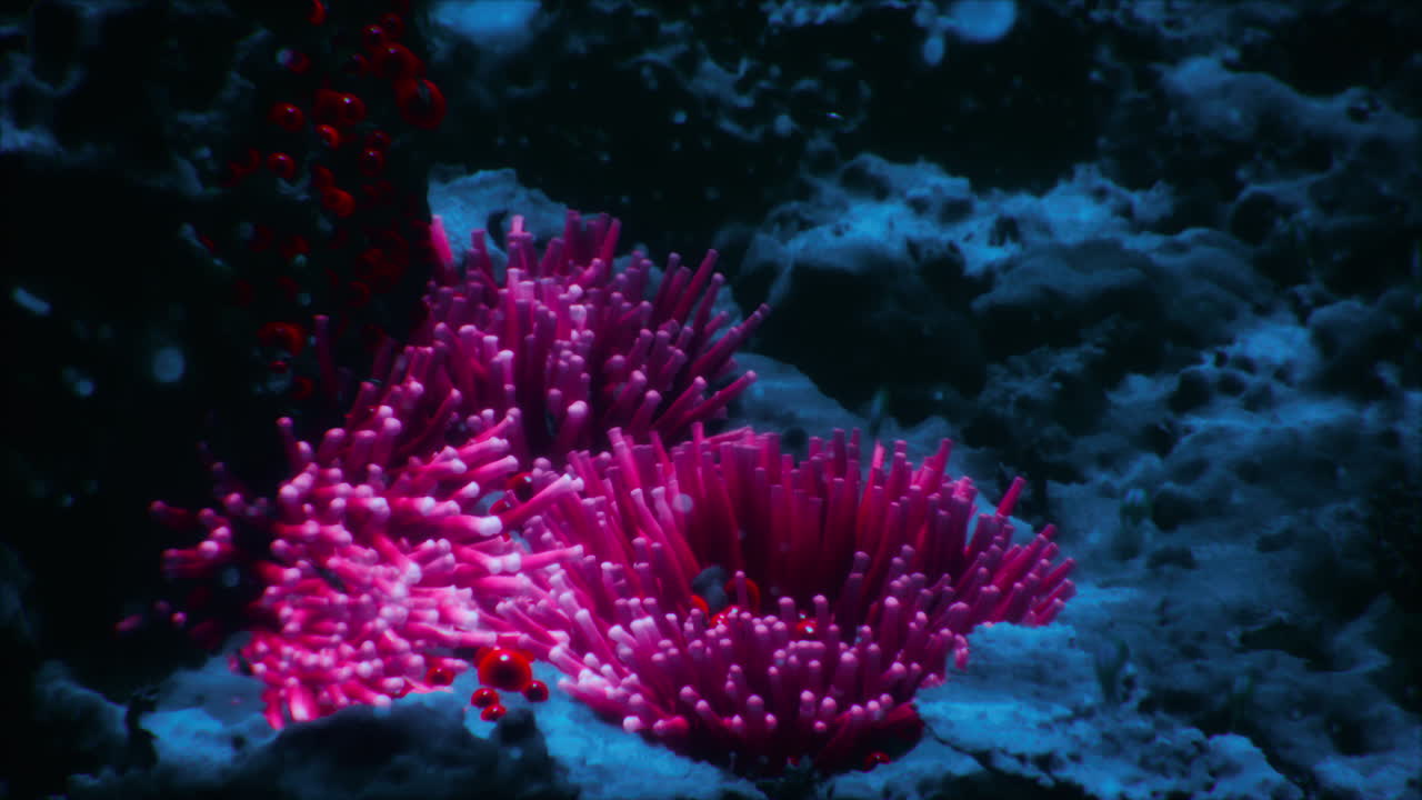 Vibrant coral formations illuminated in the deep ocean waters during midday