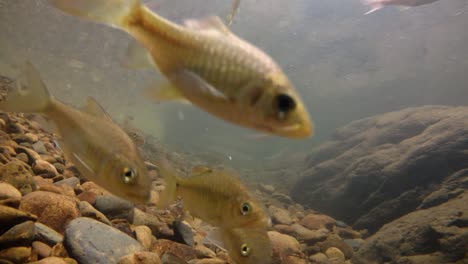 el parque nacional kaeng krachan es el hogar de muchos animales salvajes fantásticos y los arroyos son una fuente de vida de agua dulce para que los animales beban y los peces naden.