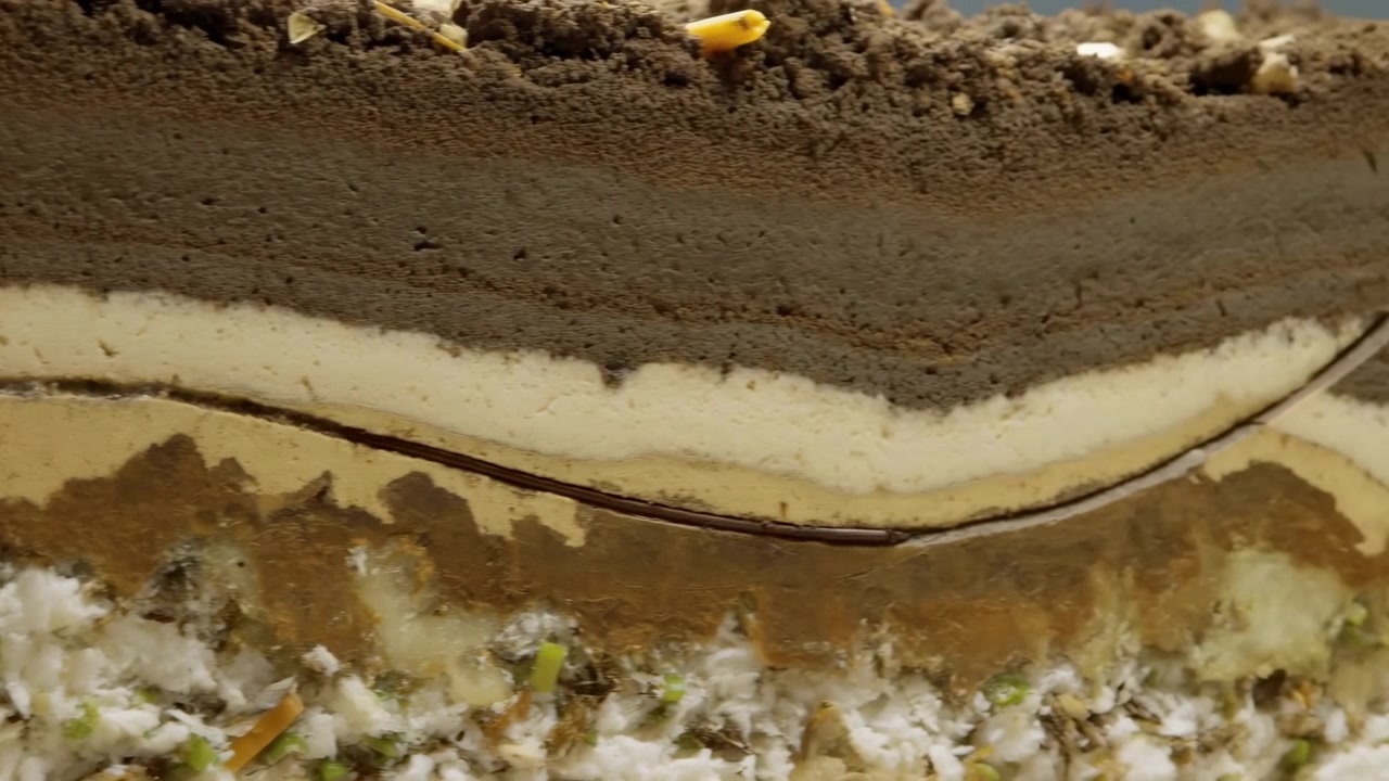 Close side view shows a slender root progressing from left to right through distinct soil layers, then bending upward near the edge beneath loose textured earth.