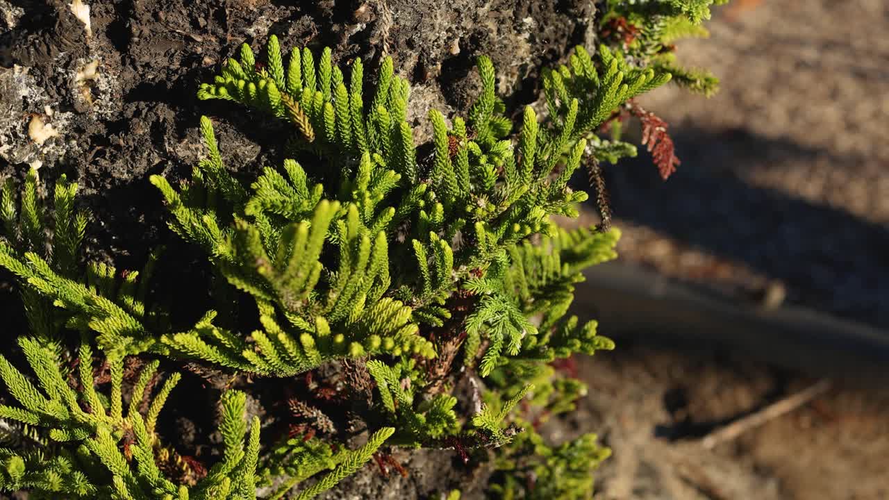 A young pine sprout grows on a tree trunk in bright sunlight, showcasing natural growth and vibrant greenery