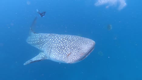 underwater shot of a fearsome whale shark swimming towards camera on a beautiful sea