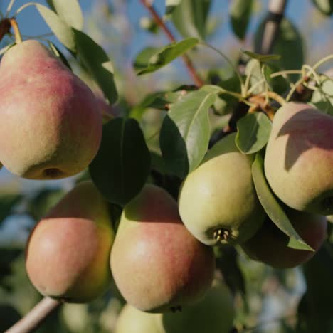 beautiful pears ripen on a branch on a summer day