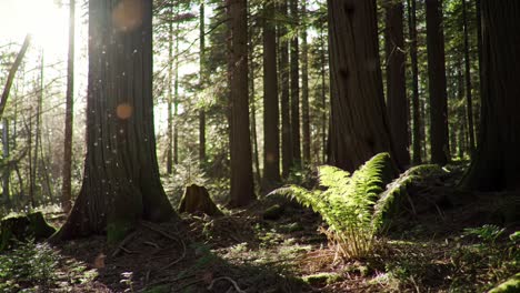 a serene moment in nature: sunlight filters through the majestic trees, illuminating a vibrant fern in the heart of a tranquil forest setting