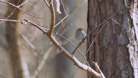 Little-Brown-Job-Bird-Perched-On-Branch