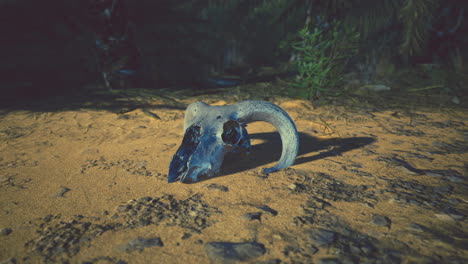 a ram skull in the desert