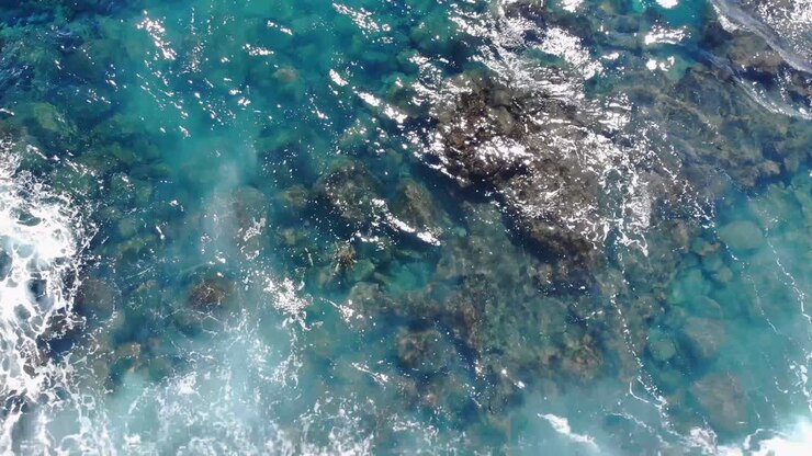 Da lontano la tartaruga è ancora visibile mentre scivola tra le onde.
