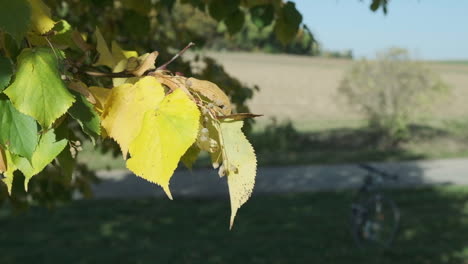 Close-up-of-yellow-leaves-moving-in-the-wind