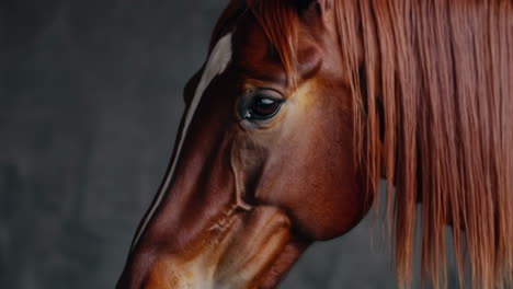close-up of a brown horse