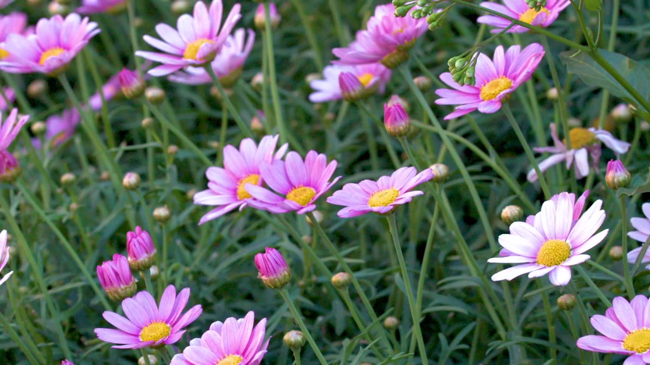 Primo piano di margherite rosa che ondeggiano dolcemente alla luce naturale del giorno in un giardino.