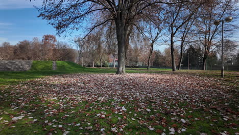 tree surrounded by fallen autumn leaves in park
