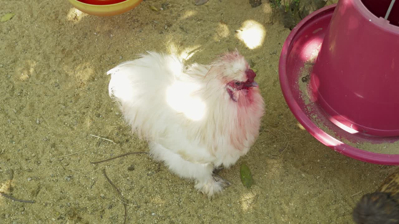 Watch lively chickens interact during feeding time at a sunny backyard farm