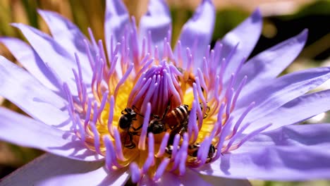 las abejas polinizan activamente una flor de loto vibrante