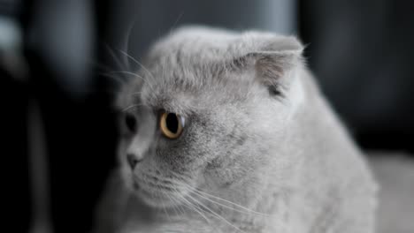 british shorthair cat