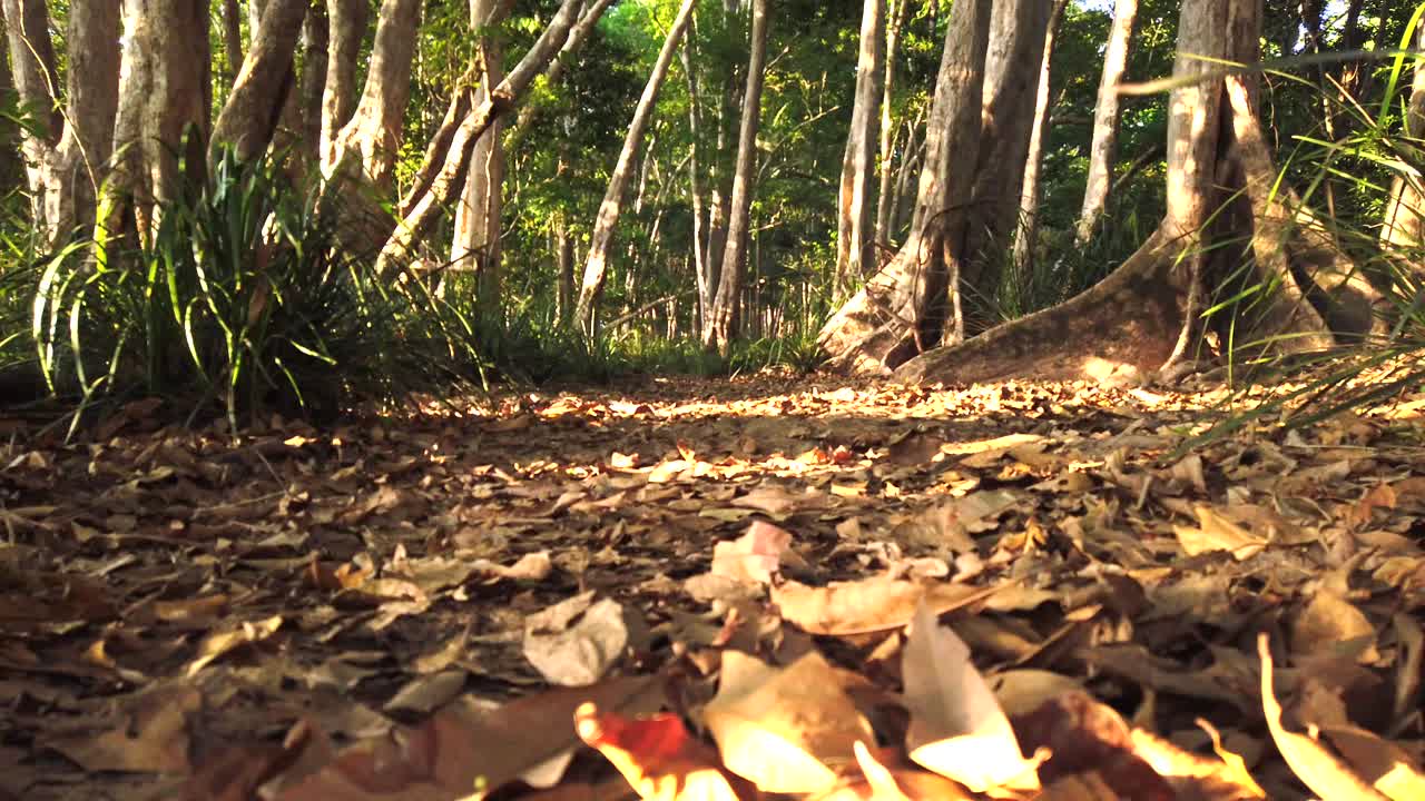 남자가 늦은 움직임으로 오후에 숲길을  ⁇ 고 있다