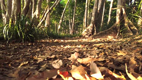 man-walking-down-a-bush-pathway-in-the-afternoon-in-slow-motion