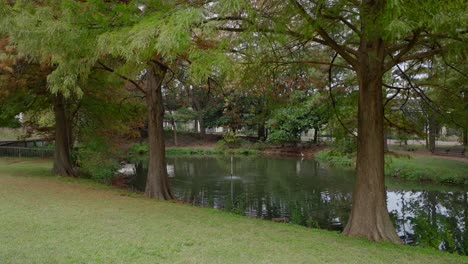 estanque con árboles dentro de un parque de la ciudad en houston