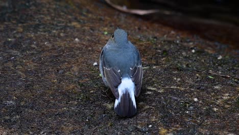 Dieser-Weibliche-Rotschwänzchen-Ist-Nicht-So-Farbenfroh-Wie-Das-Männchen,-Aber-Sicher-So-Flauschig-Wie-Ein-Knäuel-Eines-Niedlichen-Vogels