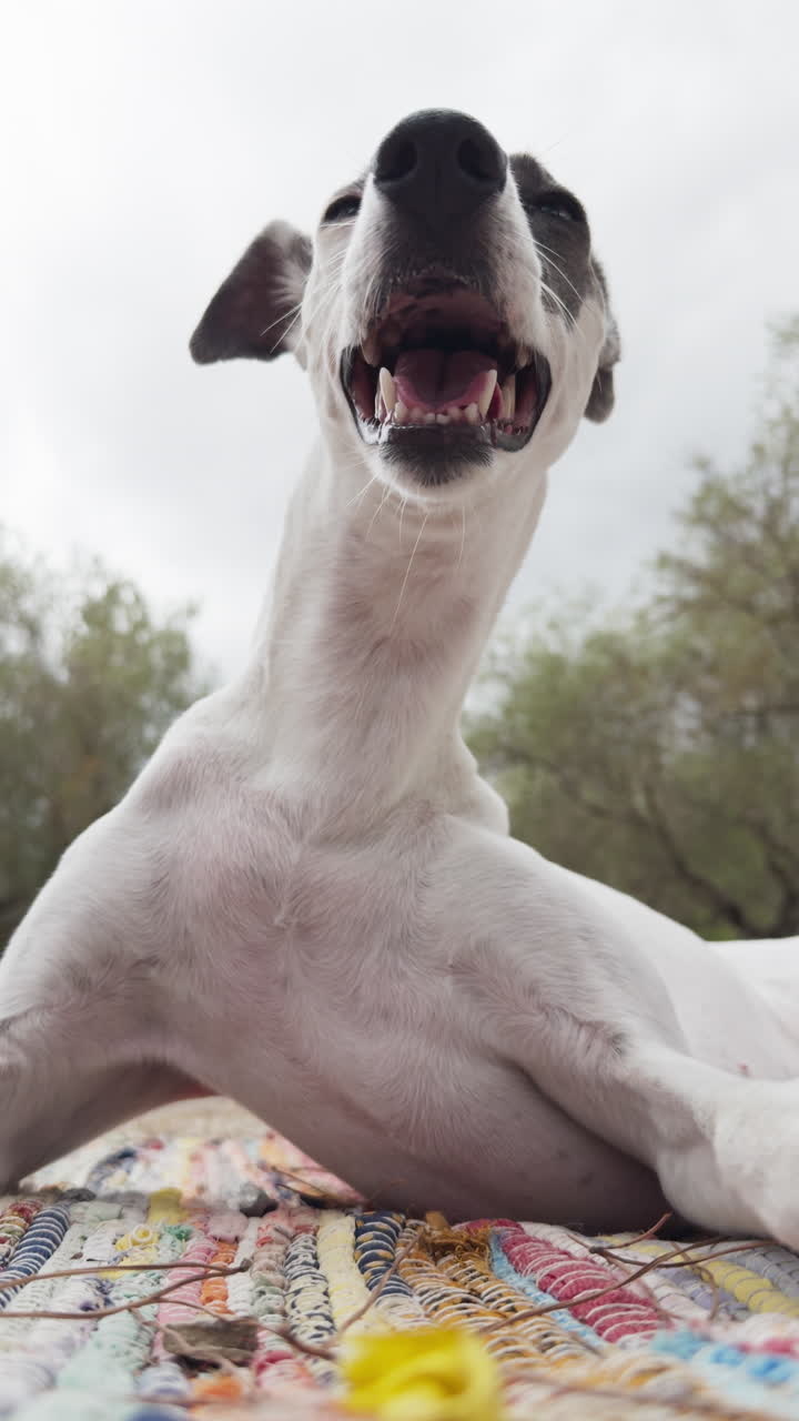 Un galgo inglés relajándose al aire libre en la naturaleza en vertical
