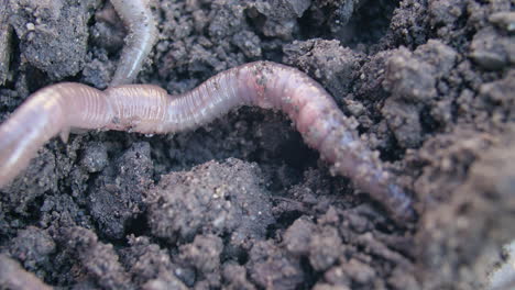 close-up of an earthworm as it digs in the earth