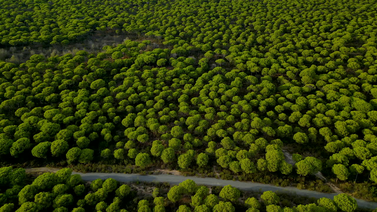 paraguas copas de pino piñonero del bosque de pinos de cartaya con camino de tierra y senderos en huelva, andalucía, españa, - vista aérea hacia abajo