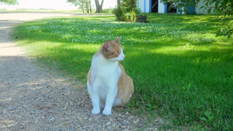 pet cat sitting outside on a summer day