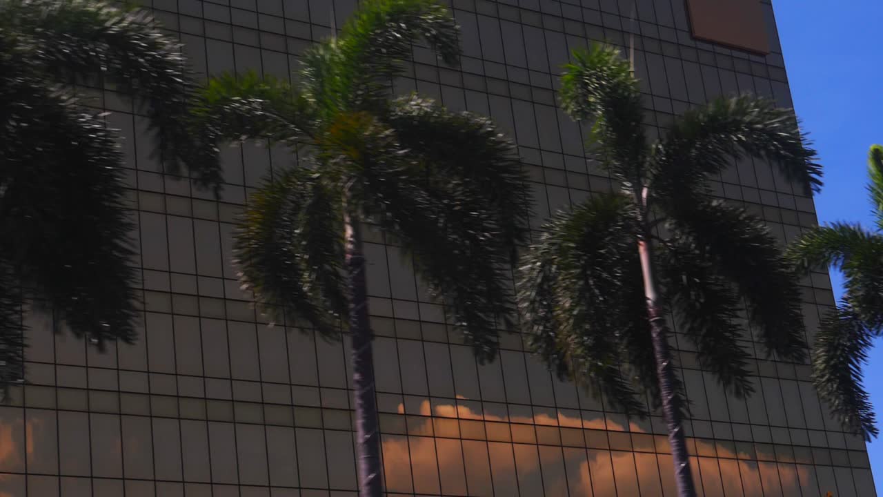 Driving Past Palm Trees in slowmotion 180fps