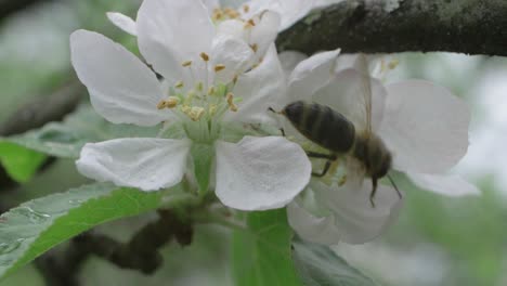 apple tree flowers pollinated by bee after the rain, slow motion