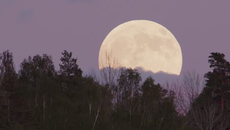 Vollmond,-Dämmerung---Der-Vollmond-Geht-über-Einem-Wald-Auf,-Schweden