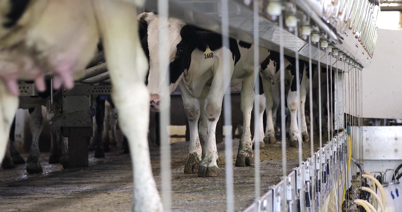 Medium wide shot of dairy cows, holsteins entering a milking parlor on a dairy farm. Black and white cows ready to be milked. Parallel parlor.