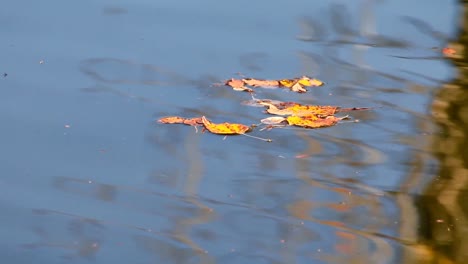 Nahaufnahme-Von-Abgefallenen-Blättern-Auf-Der-Oberfläche-Eines-Teiches-In-Der-Parklandschaft-Von-Alberta-Während-Der-Herbstsaison