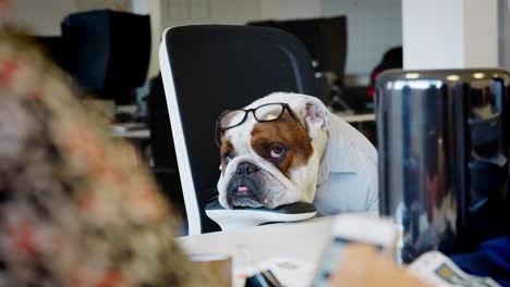 British-bulldog-wearing-shirt-and-glasses-working-in-office