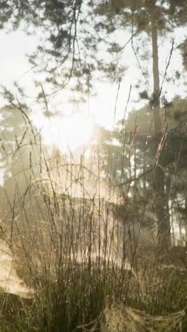 sunrise in the misty forest