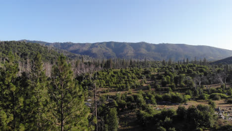 a drone flys through a forest